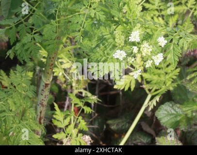 Emlock veleno (Conium maculatum) il Presidio di San Francisco, San Francisco, CA, Stati Uniti Foto Stock