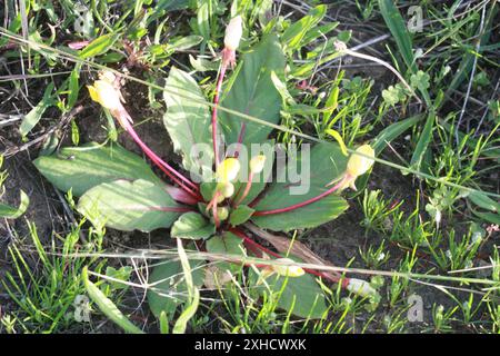 Sun Cup (Taraxia ovata) Presidio, San Francisco Foto Stock