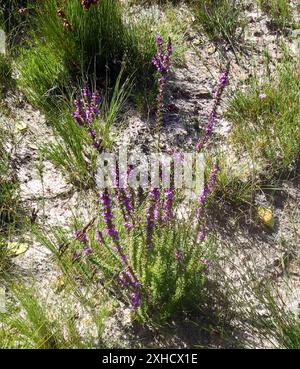 Purplegorse (Muraltia heisteria) Klein Drakenstein MTS sopra Olive Glen Foto Stock