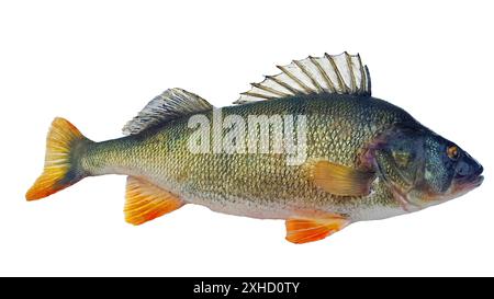 Perch Perca fluviatilis rilasciato con pinna dorsale rialzata Foto Stock