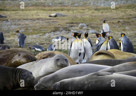 Le foche degli elefanti e i pinguini reali. St Andrews Bay, Georgia del Sud Foto Stock