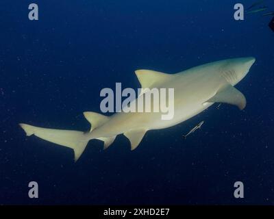 Uno squalo limone (Negaprion brevirostris) nuota maestosamente nel mare blu profondo. Sito di immersione Lemon Drop, Giove, Florida, Stati Uniti Foto Stock