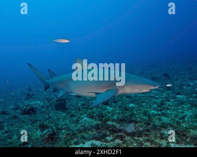 Uno squalo limone (Negaprion brevirostris) nuota vicino al fondale marino dell'oceano profondo. Sito di immersione Lemon Drop, Giove, Florida, Stati Uniti Foto Stock