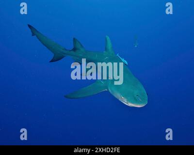 Uno squalo limone (Negaprion brevirostris) nuota da solo nell'oceano blu profondo. Sito di immersione Lemon Drop, Giove, Florida, Stati Uniti Foto Stock