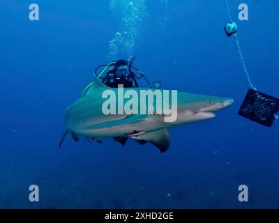 Uno squalo limone (Negaprion brevirostris) si avvicina alla cassa dell'esca, osservata da un subacqueo. Sito di immersione Lemon Drop, Giove, Florida, Stati Uniti Foto Stock