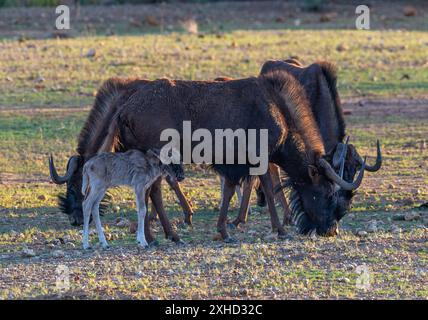 Black Wildebeest, connochaetes gnou, donna con polpaccio Foto Stock