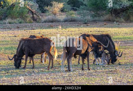 Black Wildebeest, connochaetes gnou, donna con polpaccio Foto Stock