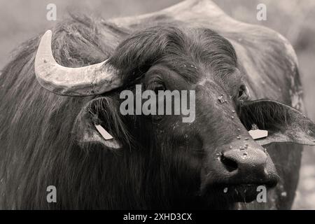 Ritratto in bianco e nero di un grande bue, bufalo domestico (Bubalus bubalis) Foto Stock