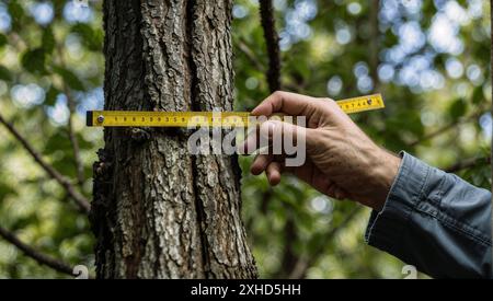 vista delle mani dell'uomo che misurano lo spessore di un ramo d'albero con un righello. Foto Stock