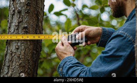 vista delle mani dell'uomo che misurano lo spessore di un ramo d'albero con un righello. Foto Stock