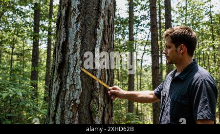 vista delle mani dell'uomo che misurano lo spessore di un ramo d'albero con un righello. Foto Stock