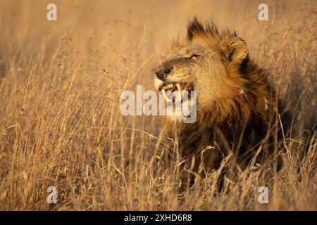 Foto di un leone maschile (Panthera leo) con gli occhi pazzi alla fine di uno sbadiglio Foto Stock