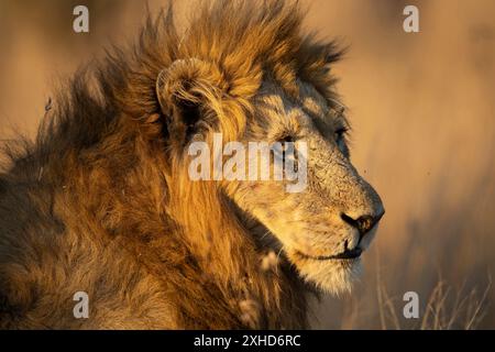 Foto di un leone maschile (Panthera leo) con una grande criniera in una luce calda Foto Stock