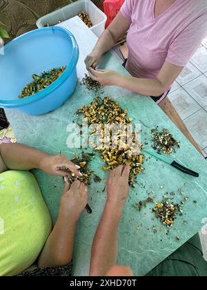 Le donne sbucano e puliscono i lampadari raccolti. I funghi sono disposti sul tavolo. Preso dall'alto. Foto Stock