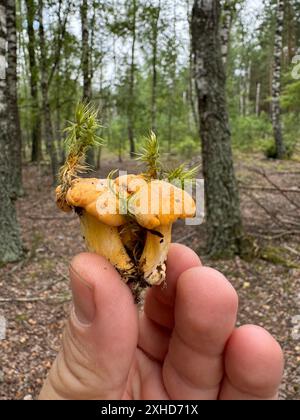 Galline appena raccolte in mano a un raccoglitore di funghi sullo sfondo di una foresta. Primo piano. Foto Stock
