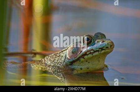 American bullfrog mezzo sommerso in acqua Foto Stock