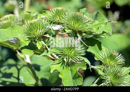 Wildkräuter in der Landschaft die große Klette, auch Butzenklette oder kurz Klette genannt, im verblühten Zustand *** Erbe selvatiche nel paesaggio il grande burdock, noto anche come butzenklette o burdock in breve, in uno stato sbiadito Foto Stock