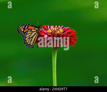 Una farfalla Monarch che riposa in cima a un lungo gambo rosso Zinnia, con morbide ombre verdi sullo sfondo. Foto Stock