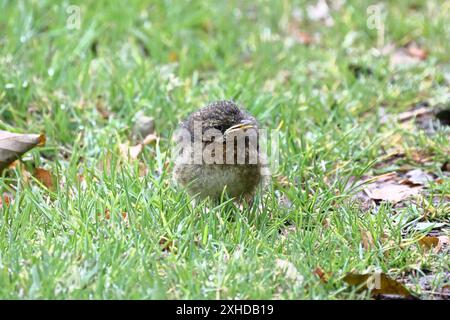 Baby Wren (Troglodytes Troglodytes). Un'immagine ravvicinata di un bambino wren, ancora incapace di volare, nel nord dell'Inghilterra. Foto Stock