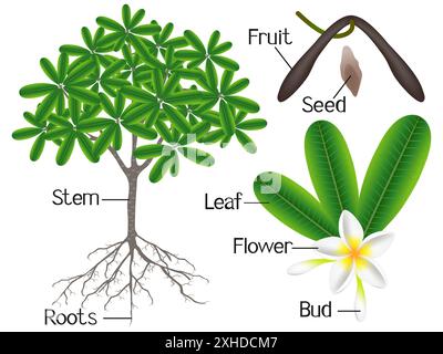 Un'illustrazione che mostra parti di una pianta di frangipani (Plumeria) su sfondo bianco. Illustrazione Vettoriale