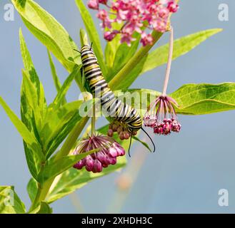 Un bruco farfallato Monarch che si nutre di una pianta di alghe lattiere nella natura selvaggia vicino a un lago. Foto Stock