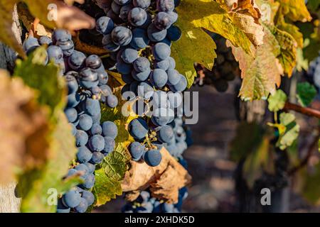 Primo piano di un mucchio di uva blu scuro appeso a una vite con foglie autunnali. Foto Stock