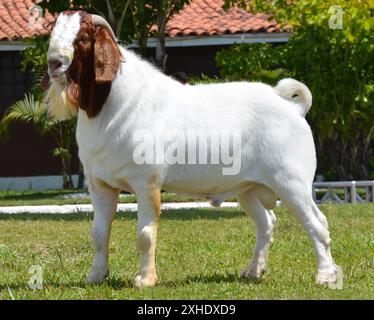 Capra maschio Boer molto premiato in Brasile. Il Boer è una razza sviluppata in Sudafrica Foto Stock
