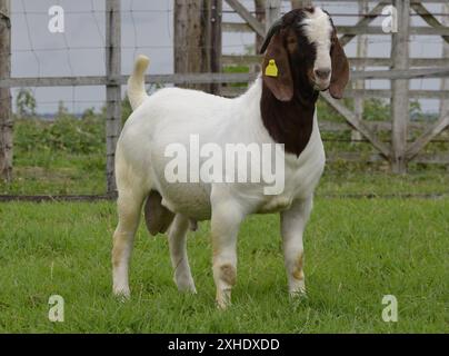 Capra maschio Boer molto premiato in Brasile. Il Boer è una razza sviluppata in Sudafrica Foto Stock