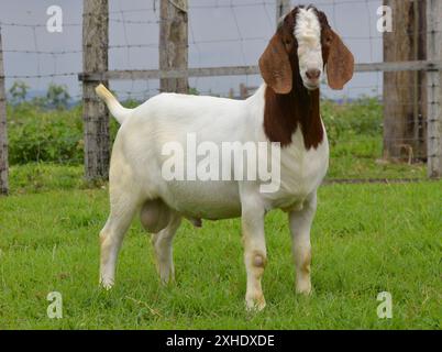 Capra maschio Boer molto premiato in Brasile. Il Boer è una razza sviluppata in Sudafrica Foto Stock