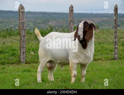 Capra maschio Boer molto premiato in Brasile. Il Boer è una razza sviluppata in Sudafrica Foto Stock