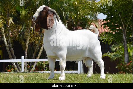 Capra maschio Boer molto premiato in Brasile. Il Boer è una razza sviluppata in Sudafrica Foto Stock
