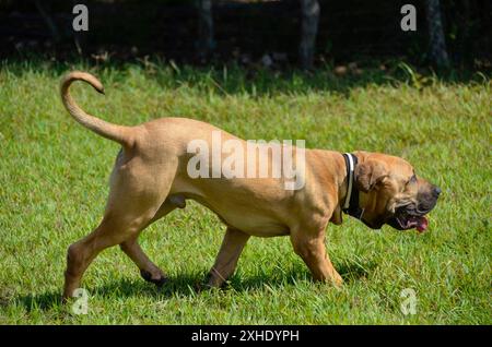 Bellissimo cucciolo dorato fila Brasileiro (mastino brasiliano) che corre. animale domestico Foto Stock