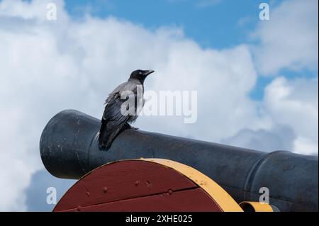 Un corvo incappucciato, Corvus cornix, siede su un cannone a Oslo, Norvegia. Foto Stock