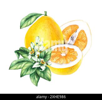 Acquerello Pomelo. Acquerello, grande citrone. Shaddock acquerello su sfondo bianco. Agrumi tropicali con elementi disegnati a mano per il design di pa Foto Stock