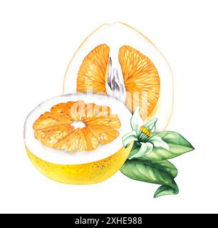 Acquerello Pomelo. Acquerello, grande citrone. Shaddock acquerello su sfondo bianco. Agrumi tropicali con elementi disegnati a mano per il design di pa Foto Stock