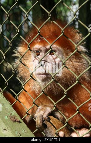 La faccia di una scimmia dalla coda lunga con pelliccia bionda è esposta al sole mentre si trova dietro le sbarre della gabbia. Foto Stock