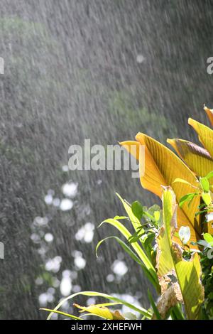 La sfocatura della pioggia che cade in una giornata di sole dà una nuova impressione. Foto Stock