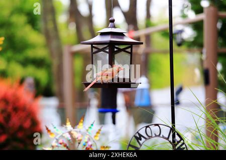 Cardinale settentrionale maschio sull'allevamento di uccelli Long Island New York Foto Stock