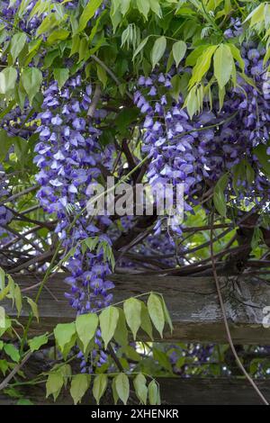 I terreni del castello di Morioka, Iwate, Giappone, all'inizio della primavera, dove la gliceria si avvolge su cornici. Foto Stock