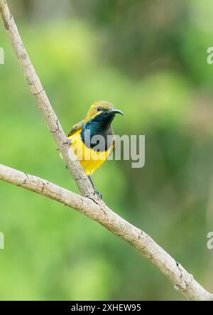 sunbird (Nectarina jugularis) a dorso di olivo arroccato su un piccolo ramo con uno sfondo verde disinnestato. Foto Stock