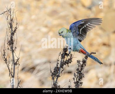 la rosella dalla testa pallida (Platycercus adscitus) si alza pronta a volare dopo essersi nutrita di semi presso il Granite Belt, Queensland, Australia. Foto Stock