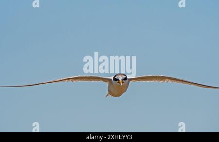 Little Tern (Sternula albifrons) è una specie che vive vicino a zone umide e fiumi in Turchia. Si riscontra anche in Asia e in Europa. Foto Stock