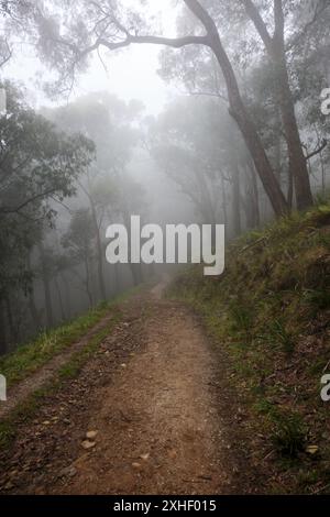 Un sentiero escursionistico lungo un dolce pendio di montagna che scompare nella nebbia Foto Stock