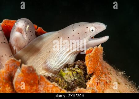 Egitto, Hurghada, Baia di Makadi, anguilla di Moray geometrica (Siderea grisea, Gymnothorax griseus) Foto Stock