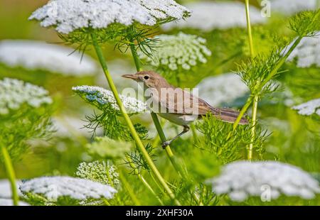 La falda di canna comune (Acrocephalus scirpaceus) viene in Turchia per riprodursi in estate. È un migrante estivo in Asia e in Europa. Trascorre l'inverno in S. Foto Stock