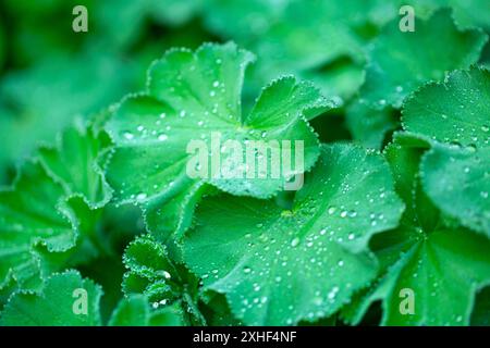 Foglie verdi con gocce in primo piano. Pianta umida coperta di gocce di pioggia. Foto Stock