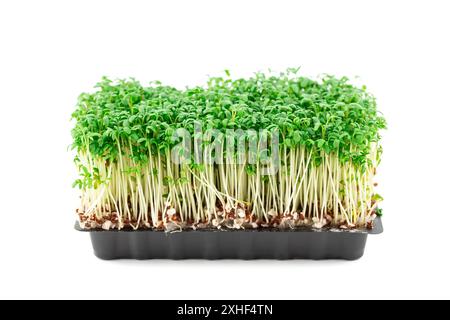 Micro germogli verdi isolati su sfondo bianco. Microgreens su vassoio in plastica su sfondo bianco. Foto Stock