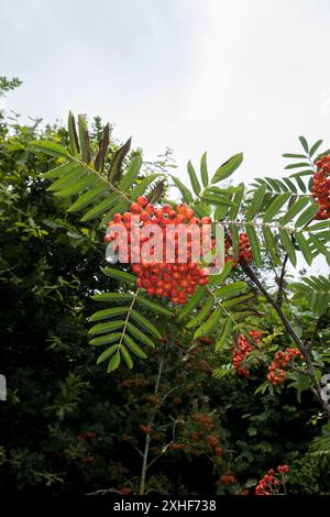 Giovane albero Rowan in bacca Foto Stock