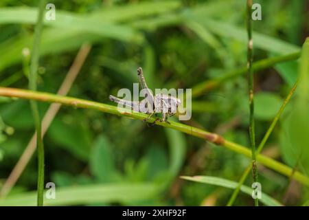 Una cavalletta è appollaiata su una pianta verde vibrante nel suo habitat naturale, che si fonde perfettamente con l'ambiente circostante Foto Stock