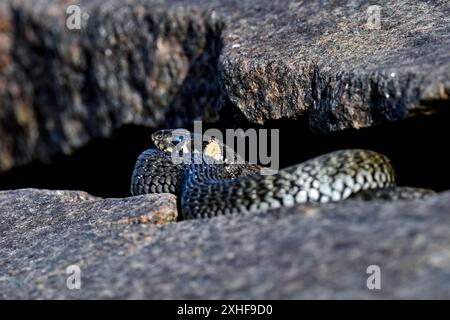 Il serpente d'erba è pronto a eliminare la vecchia pelle Foto Stock